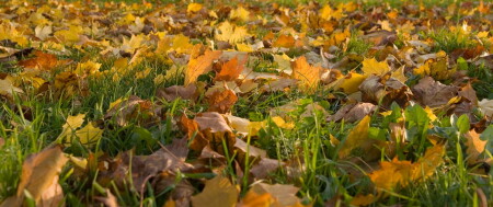 Уж осень близится...