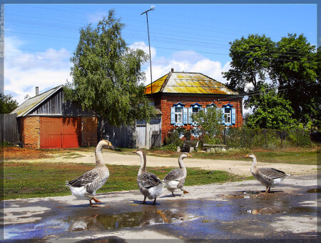 Гусиный вальс