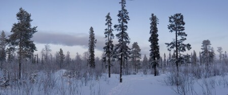 Северный лес