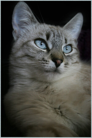 Кошечка