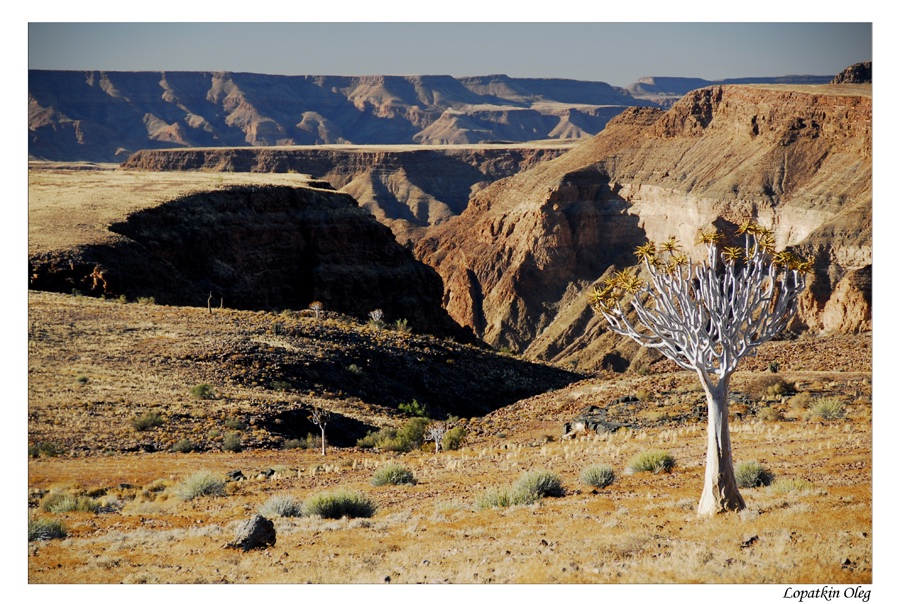 Fish River canyon &amp; Quiver tree