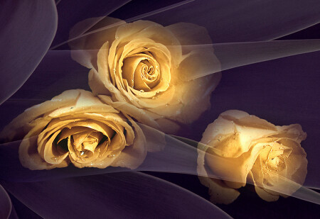 Желтые розы