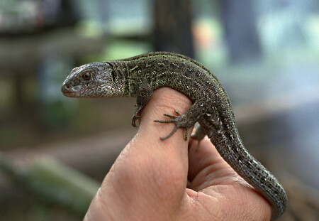 Среднерусский Крокодил