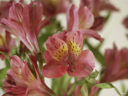 Альстромерии