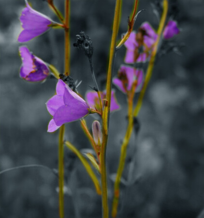 Впечатление