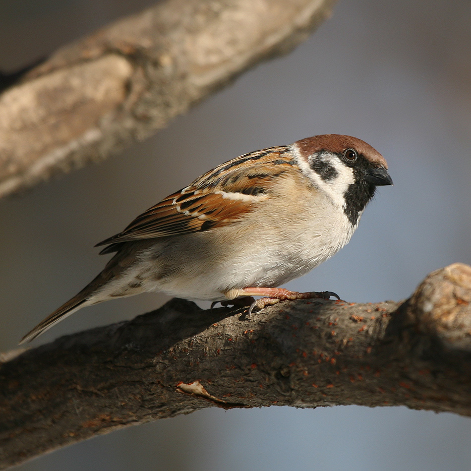 Passer montanus