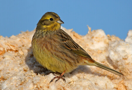 Обыкновенная овсянка (Emberiza citrinella)