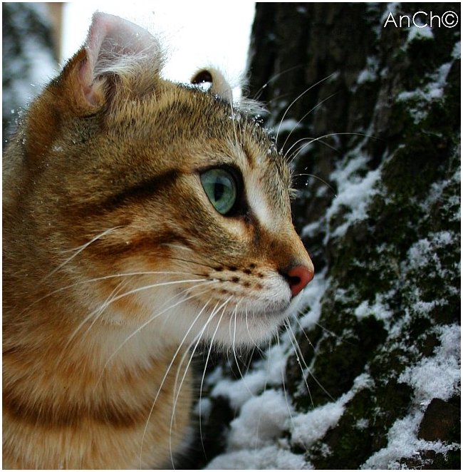 &quot;Зимний&quot; кот.