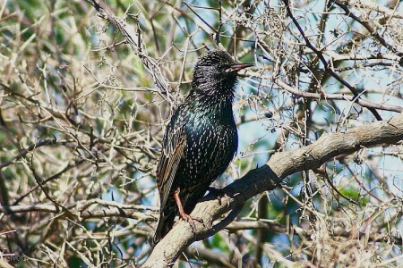 STARLING. STURNUS VULGARIS.СКВОРЕЦ.