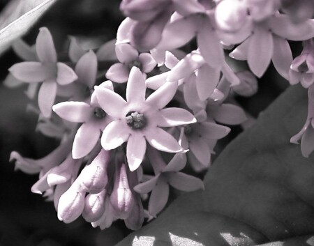 Цветик-семицветик