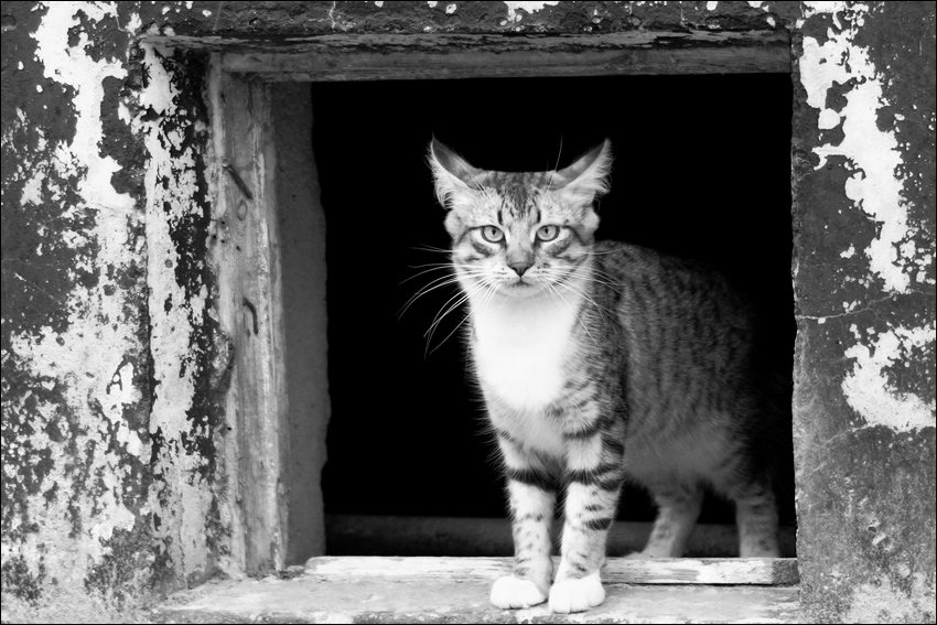 Черно-белая подвальная котография