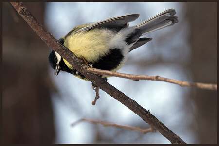 Высоко сижУ, за едой гляжУ, дай семушкУ, а то укушУ :)