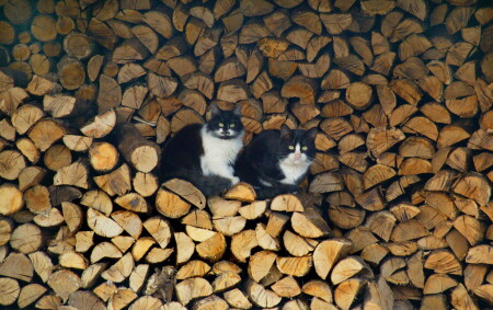 Коты