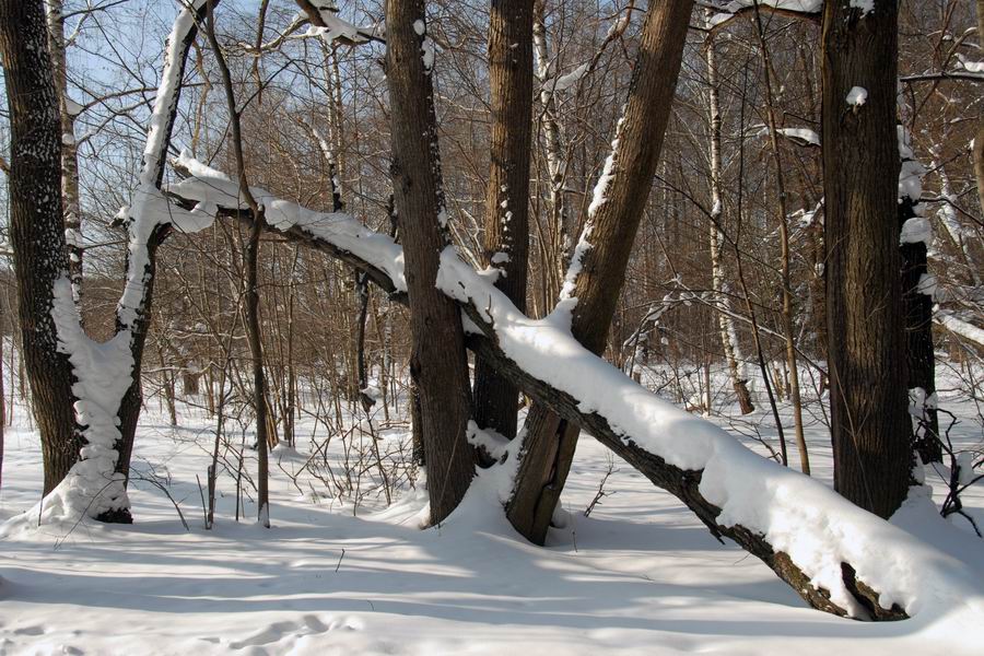 Зимний пейзаж