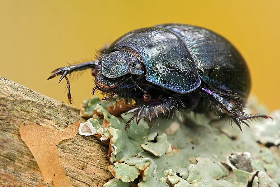 Навозник лесной (Geotrupus stercorosus) 