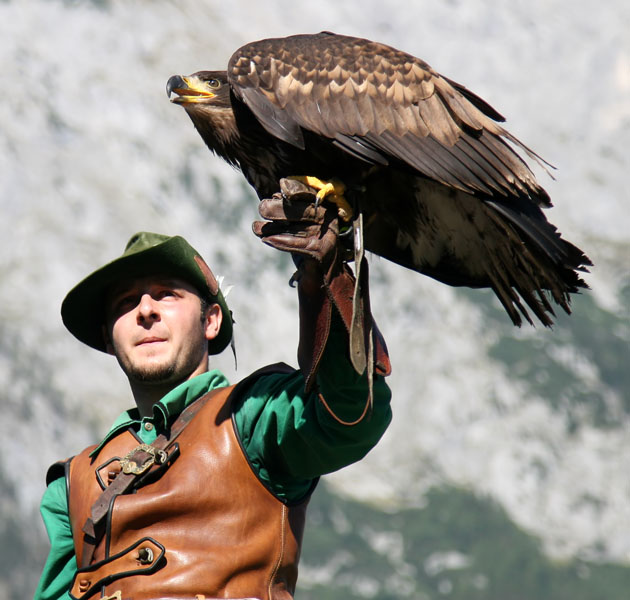 22655 Falcon show