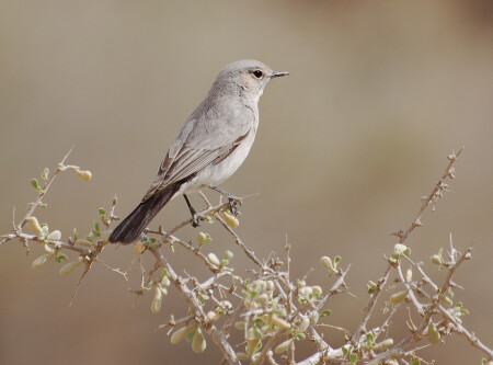 Cercomela melanura