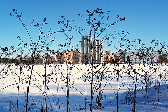 Город в лесу (микрорайон Кожухово. Москва) 
