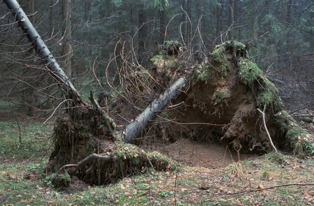 Январский лес
