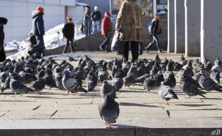 Птицы и люди