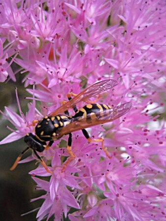 original &quot;Woman&quot;