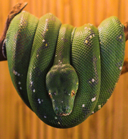 Хоть маленький, но питон