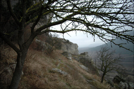 четыре дерева