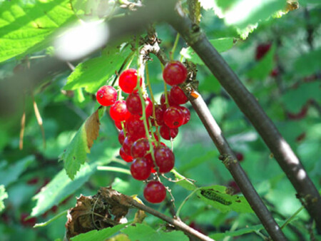 Смородинка