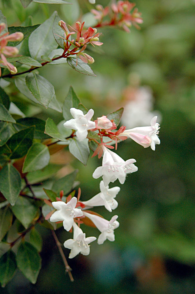 simple flowers