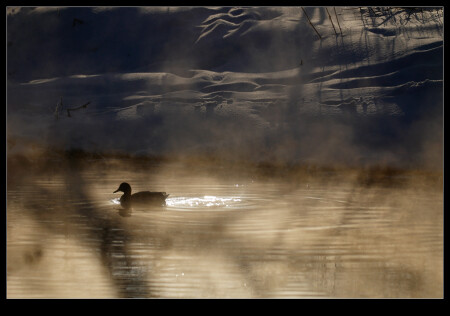 Серая шейка