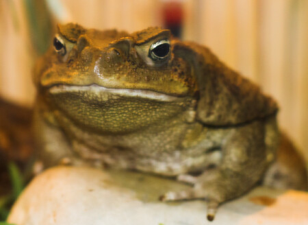 Грустный Жабс