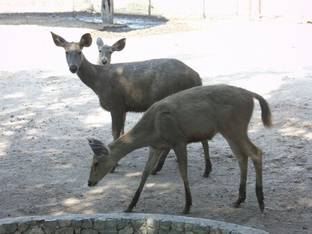тайские олени