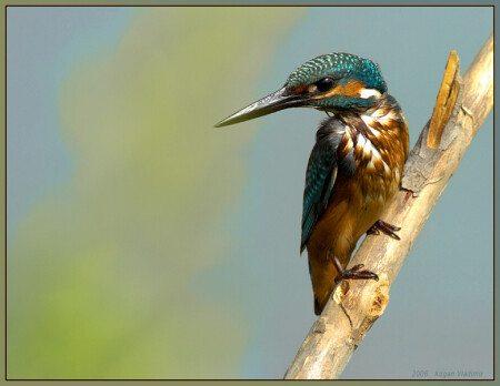 Сама серьезность - Kingfisher