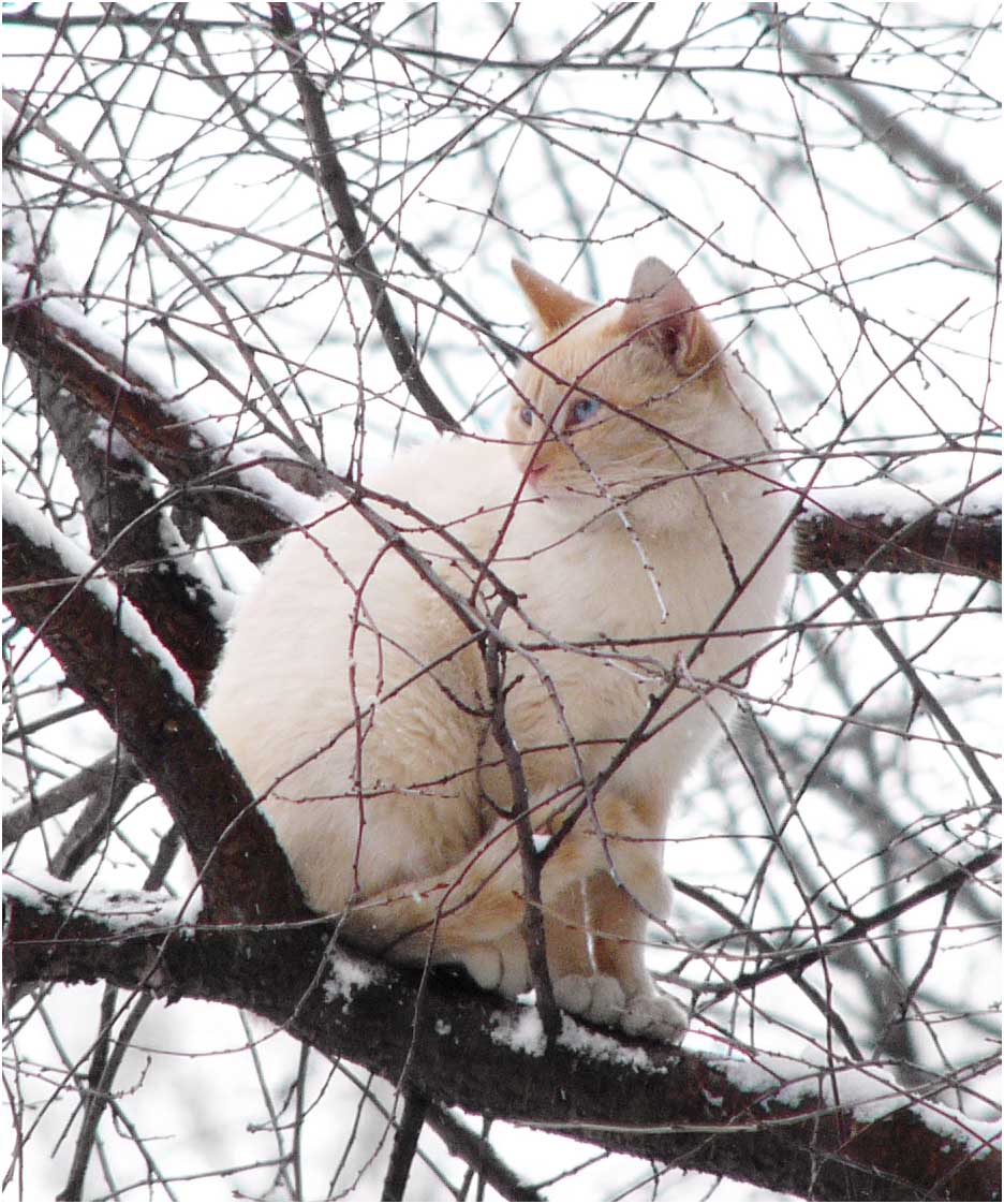 Зимний кот