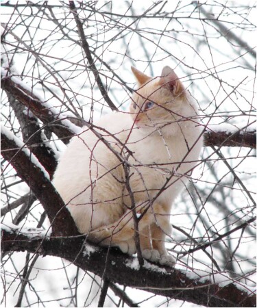 Зимний кот