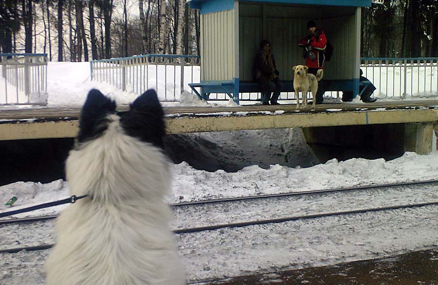 О собачьей любви...