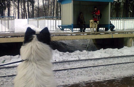 О собачьей любви...
