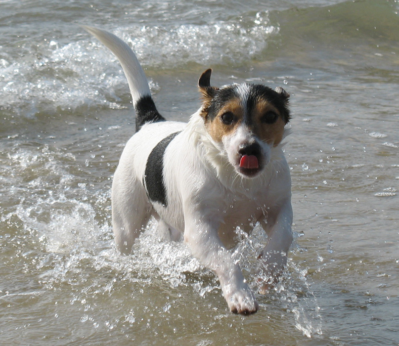 Speed