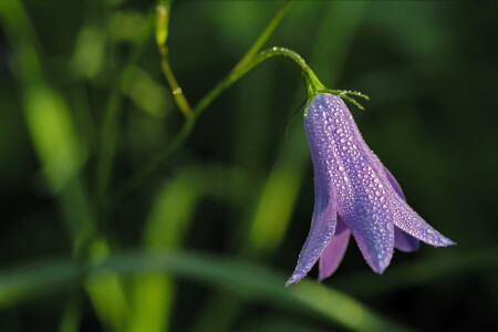 Колокольчик