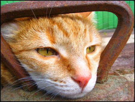 "Погладьте котенка!"
