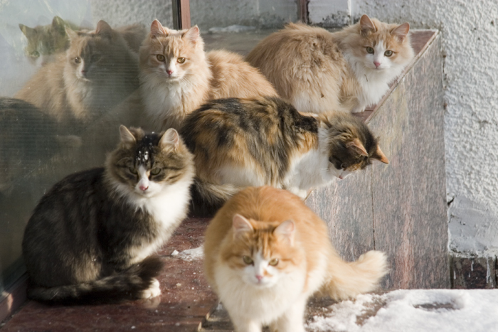 Cats