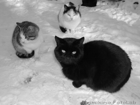 Граждане коты!
