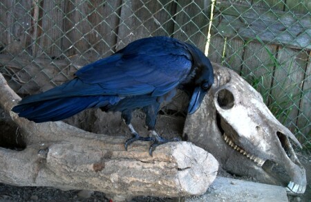 У могилы лучшего друга