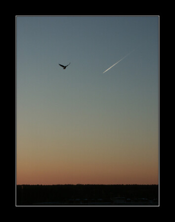 sunset flying