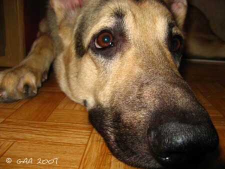 Мой собак...