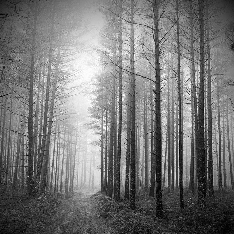 The Woods