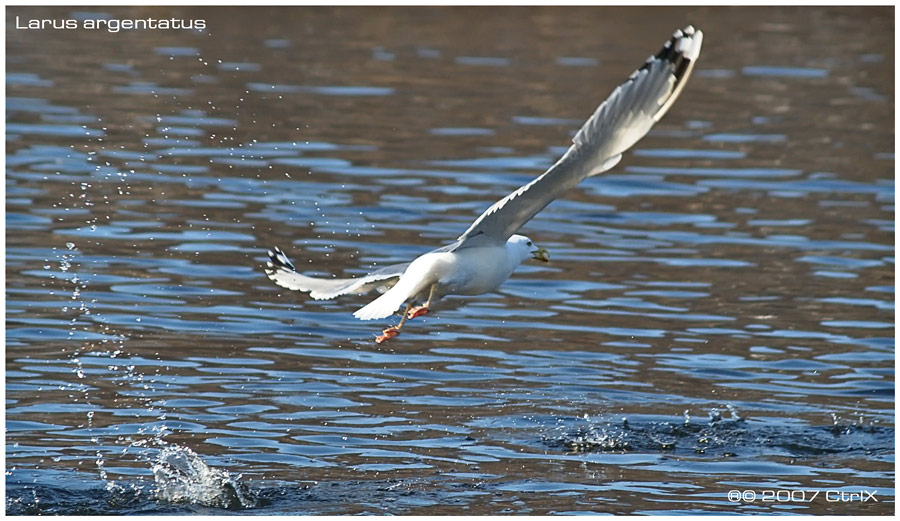 Larus argentatus 