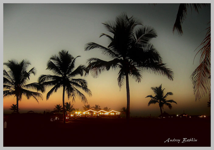 Palms
