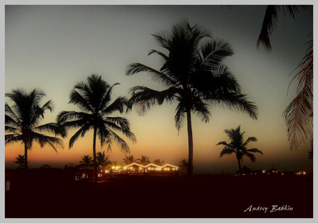 Palms