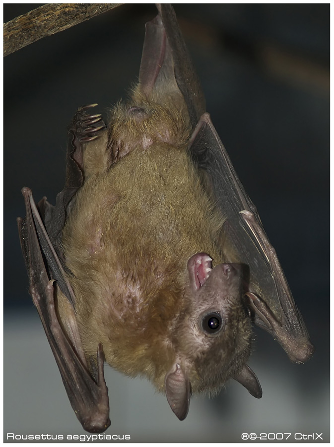 Rousettus aegyptiacus